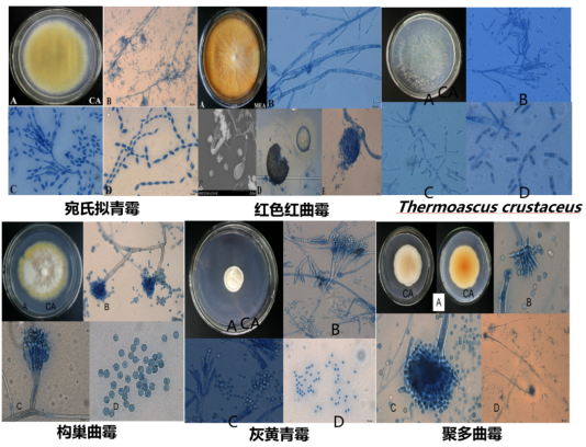 2024年第五届酿酒微生物制剂论坛举办邱树毅：探索酱香型白酒的微生物奥秘(图2)
