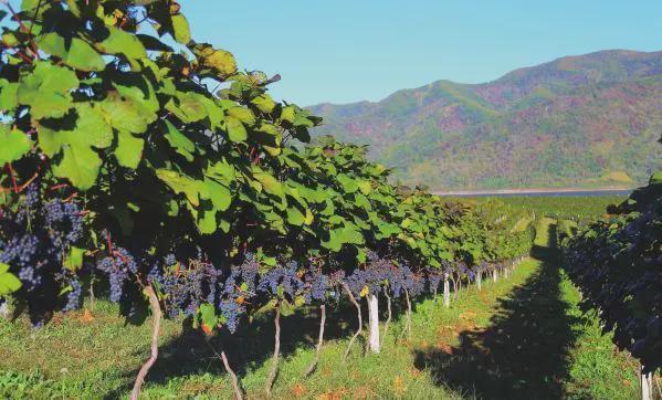 产量下降“恰逢”销量下降！2024全球葡萄酒市场相对平衡(图2)