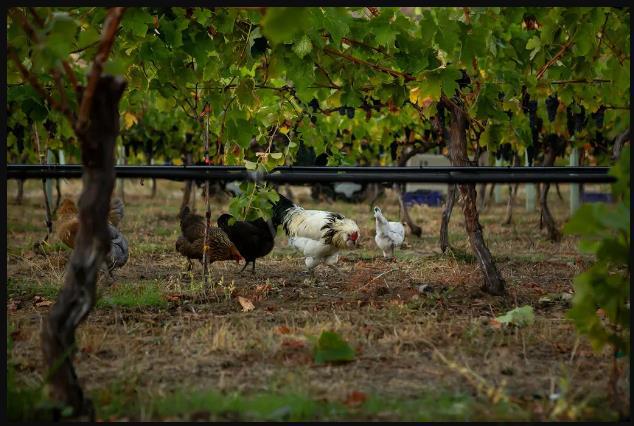 幻影溪酒庄荣获2024年Decanter世界葡萄酒大赛金奖！加拿大欧肯娜根产最佳红酒实至名归！(图4)