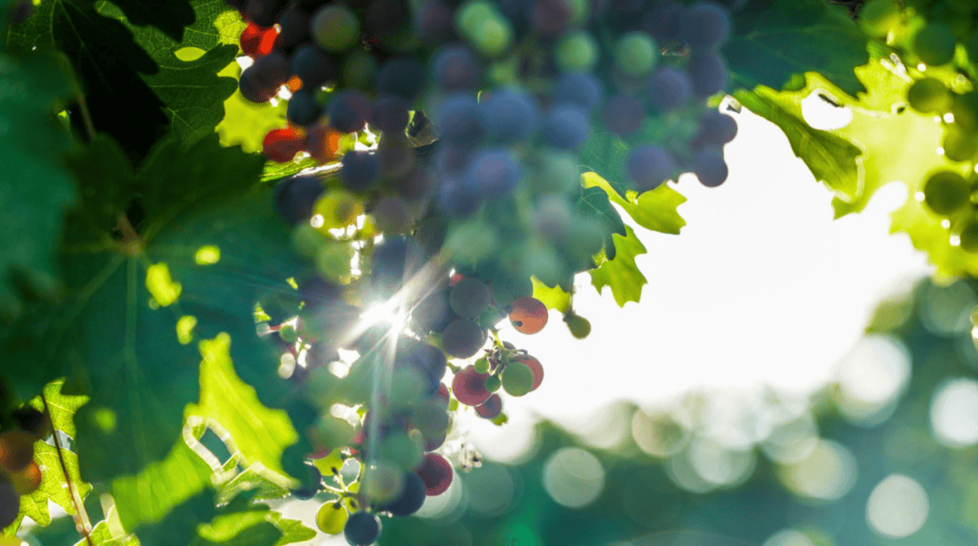 2024宁夏贺兰山东麓葡萄酒产区半程马拉松路跑双季赛（金秋赛）体验秋日奔跑的诗意！(图2)