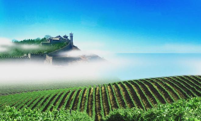 比白酒更迷人的葡萄酒香味从何而来？90%的人不知道(图4)