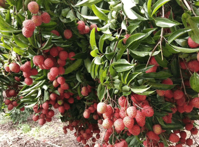 黄皮酒、葡萄酒夏季水果酒还有它！是南国的特产红酒都比下去(图1)