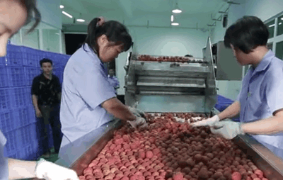 黄皮酒、葡萄酒夏季水果酒还有它！是南国的特产红酒都比下去(图4)