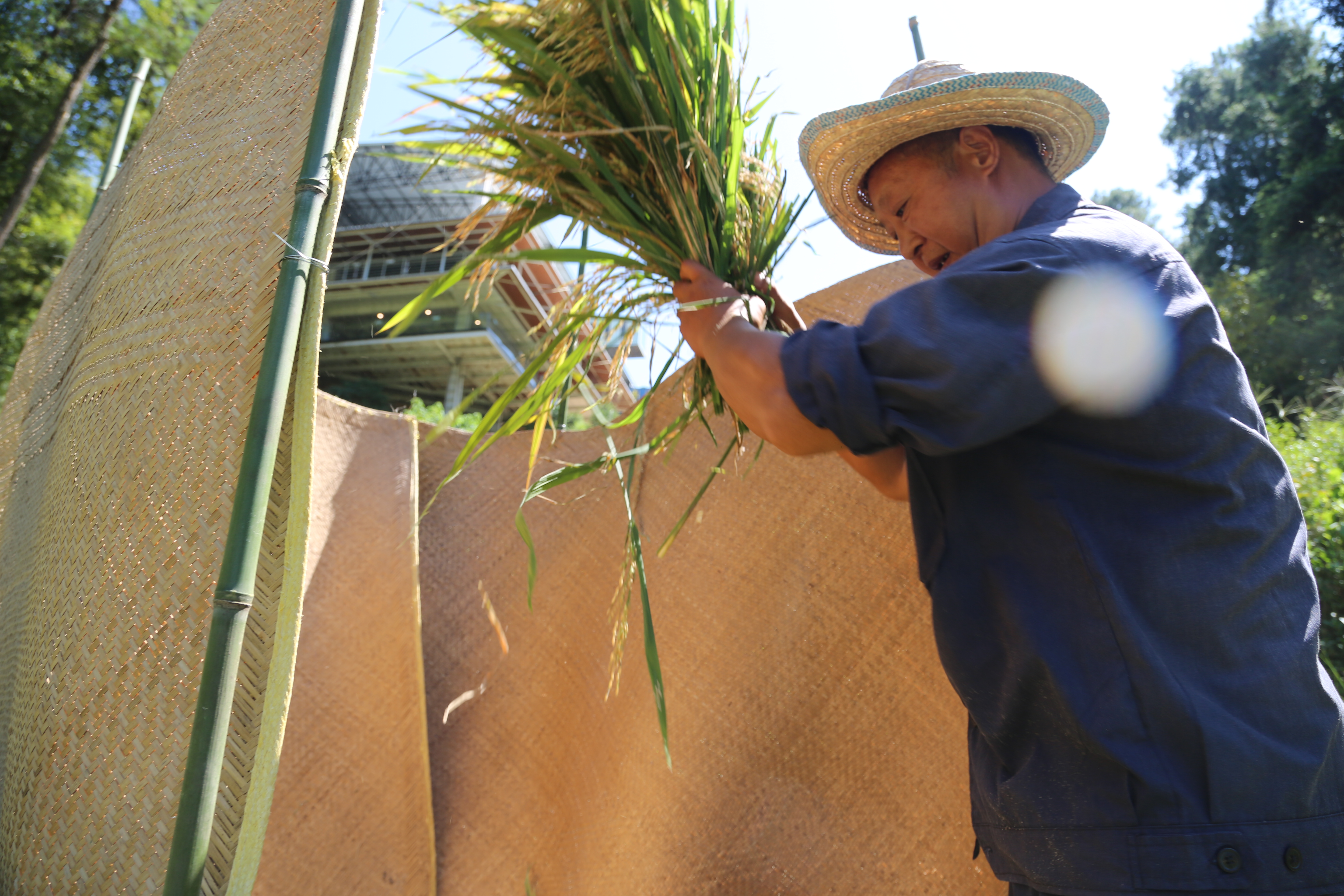 重庆涪陵美心红酒小镇的梯田丰收节“开镰啦”！(图1)