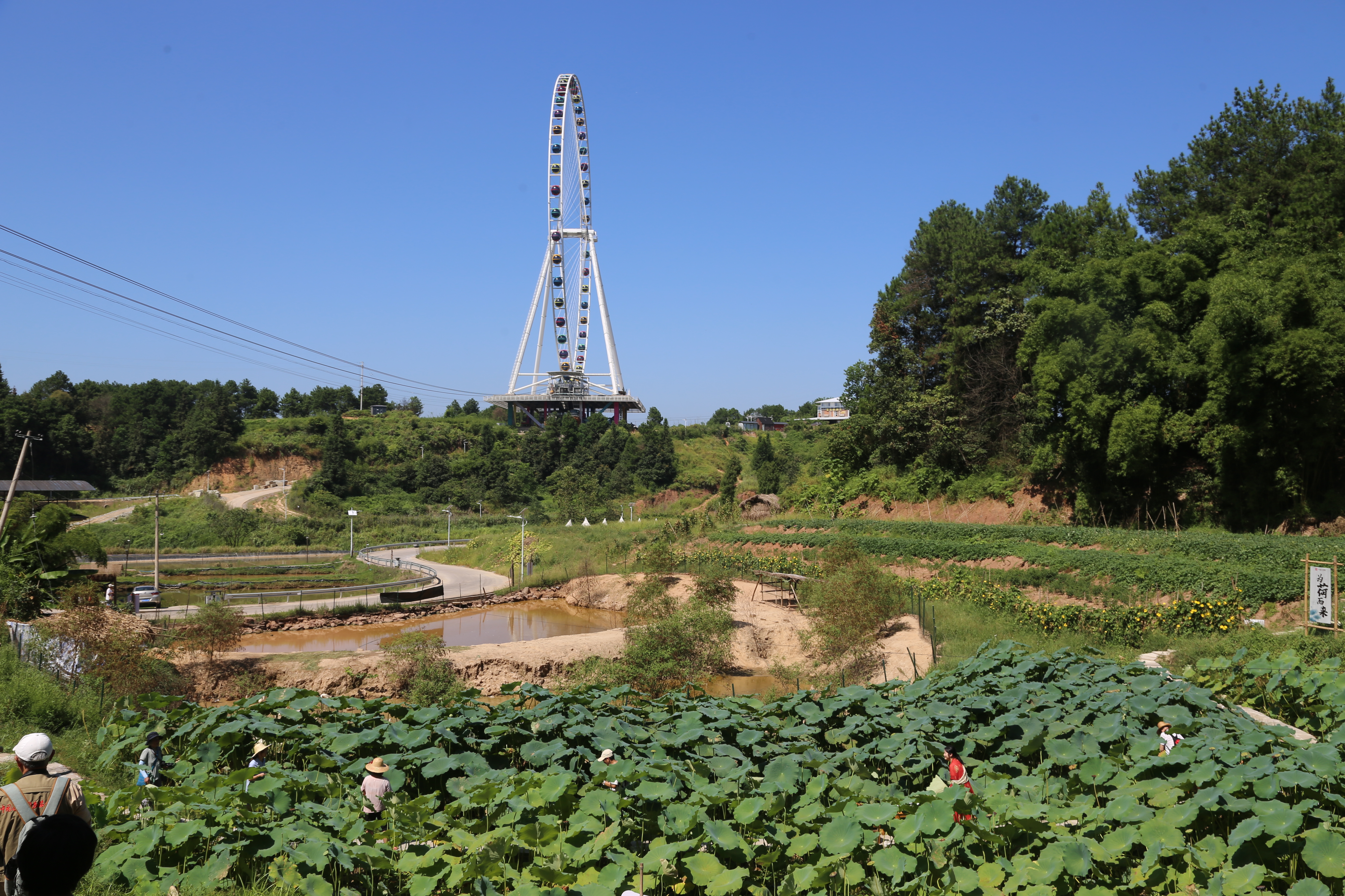 重庆涪陵美心红酒小镇的梯田丰收节“开镰啦”！(图3)