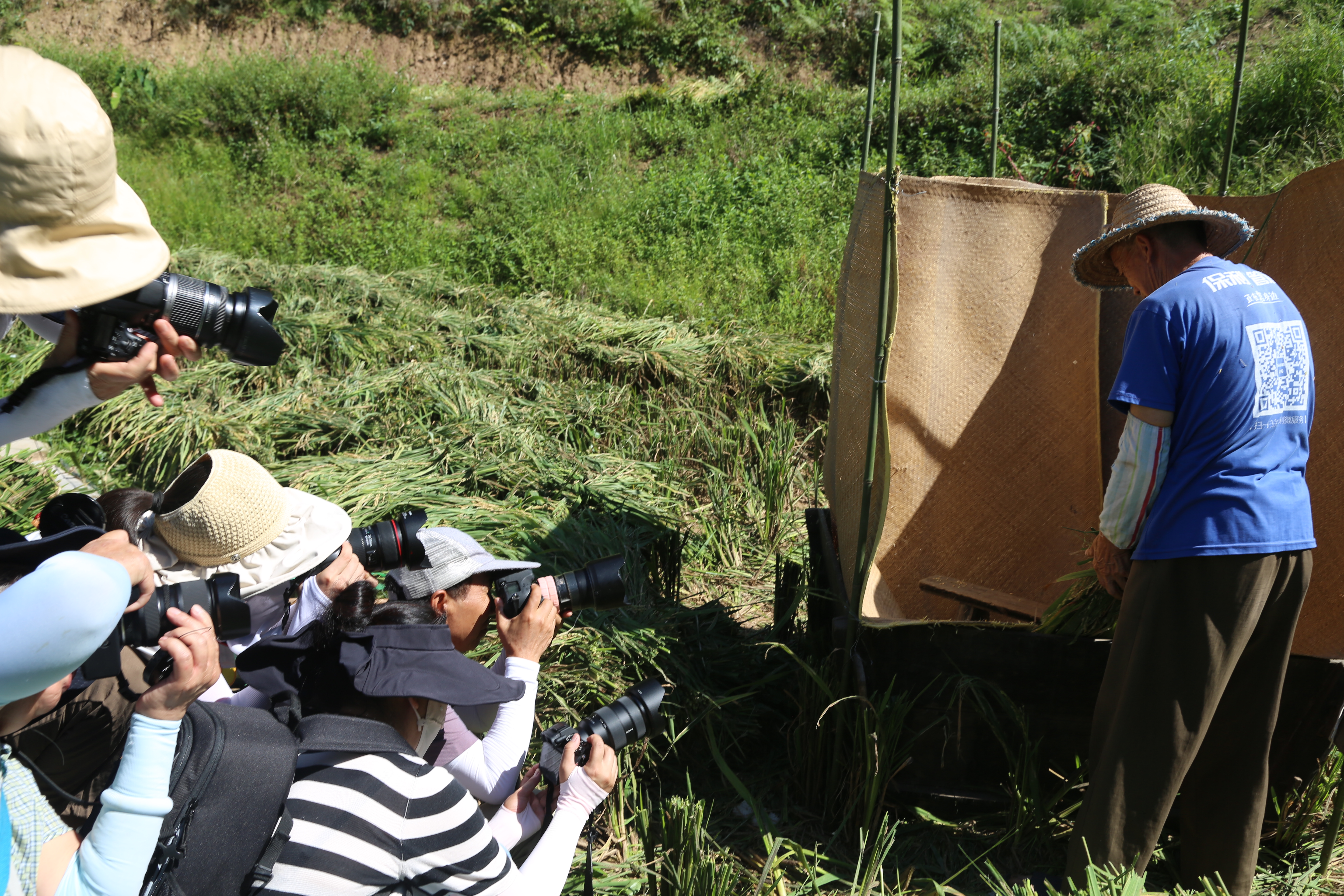 重庆涪陵美心红酒小镇的梯田丰收节“开镰啦”！(图4)