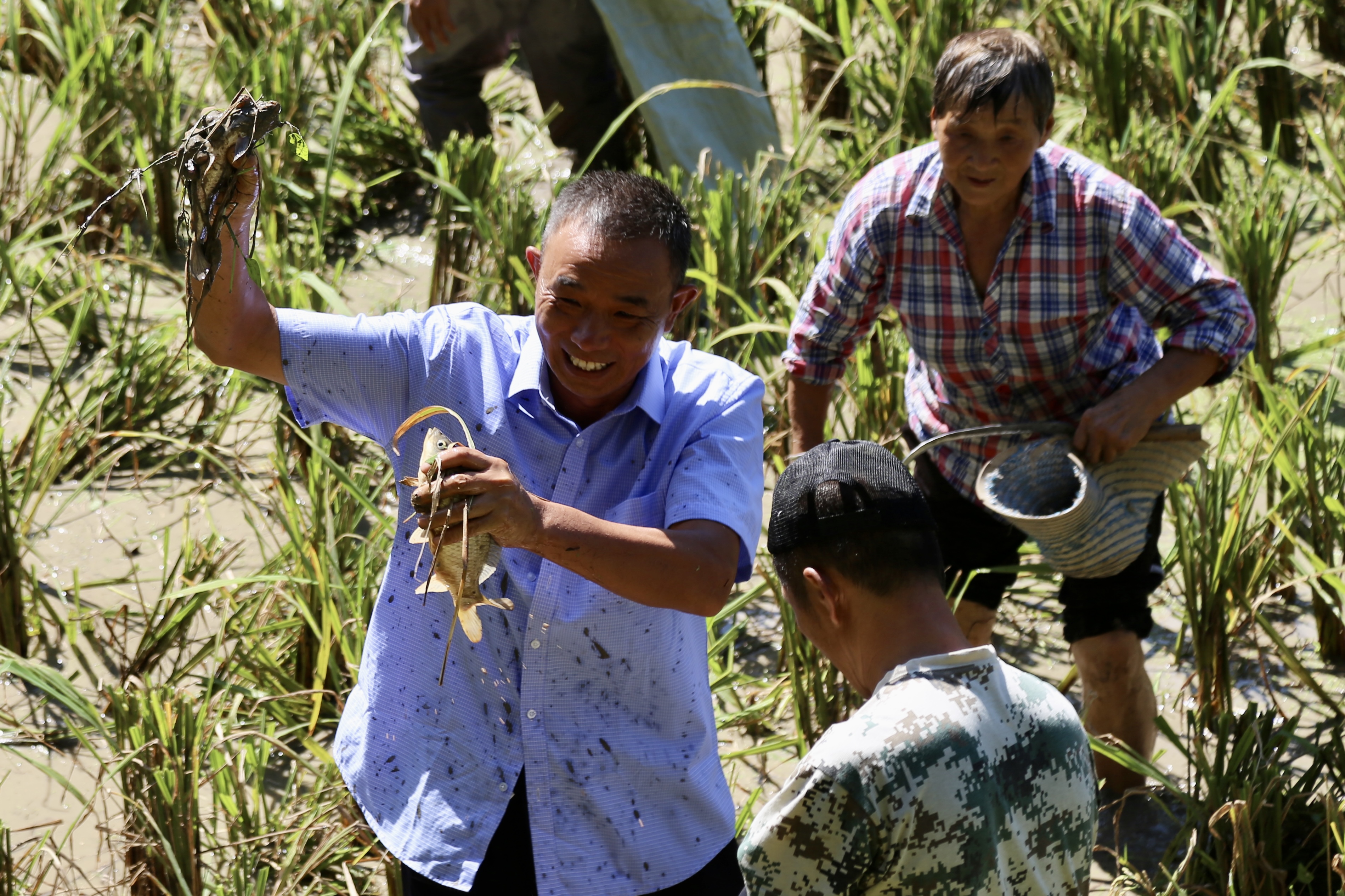 重庆涪陵美心红酒小镇的梯田丰收节“开镰啦”！(图5)