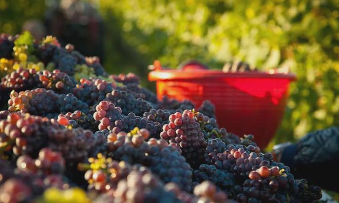 2024年意大利葡萄酒产量或重回全球第一(图2)