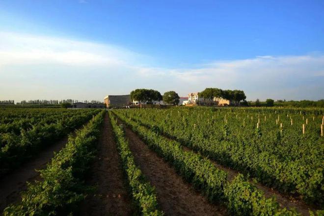 败走2024？英雄无觅“新三家”中国葡萄酒激荡30年⑤(图7)