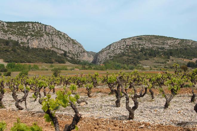 欧洲歌海娜优质葡萄酒：品味老藤流连忘返(图2)