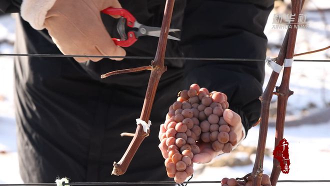 千城百县看中国｜吉林：2024·集安冰葡萄酒采酿体验活动启幕(图2)