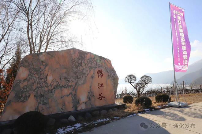 2024集安冰葡萄酒采酿体验活动举办(图1)