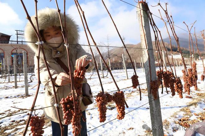 2024集安冰葡萄酒采酿体验活动举办(图4)