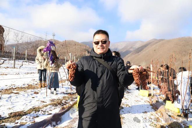 2024集安冰葡萄酒采酿体验活动举办(图3)