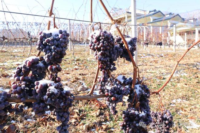 2024集安冰葡萄酒采酿体验活动举办(图2)