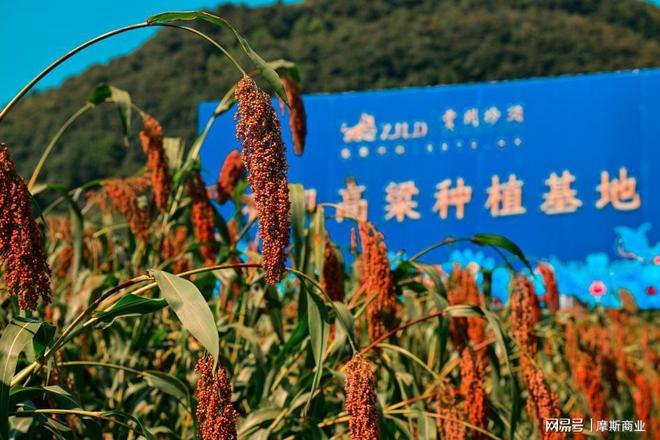 白酒行业唯一！珍酒李渡ESG实践位列2024年度中国上市公司TOP100(图4)