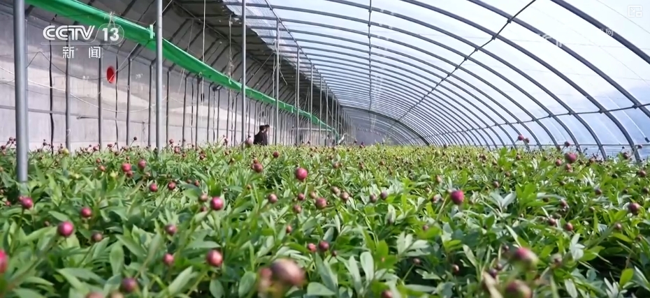 鲜花争“鲜”绽放带暖美丽经济“赏花+”扮“靓”经济新增长点(图5)