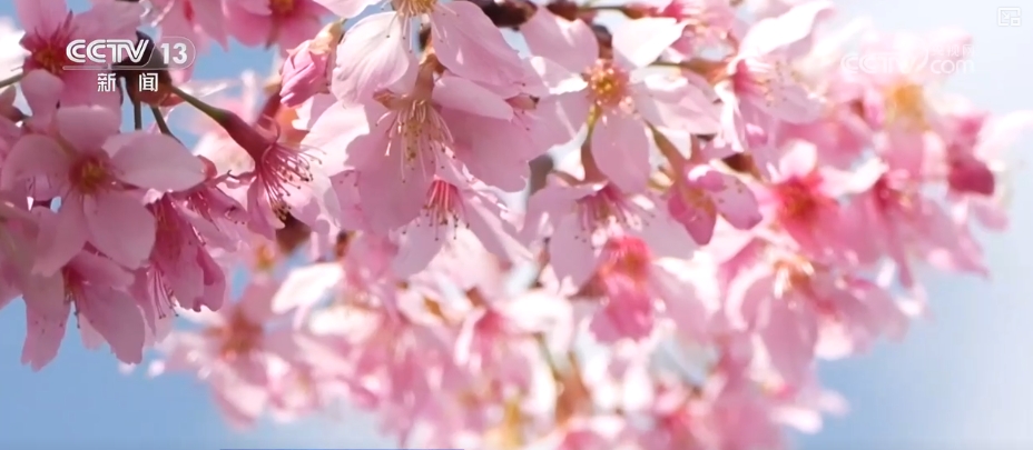 鲜花争“鲜”绽放带暖美丽经济“赏花+”扮“靓”经济新增长点(图10)