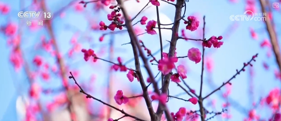 鲜花争“鲜”绽放带暖美丽经济“赏花+”扮“靓”经济新增长点(图15)