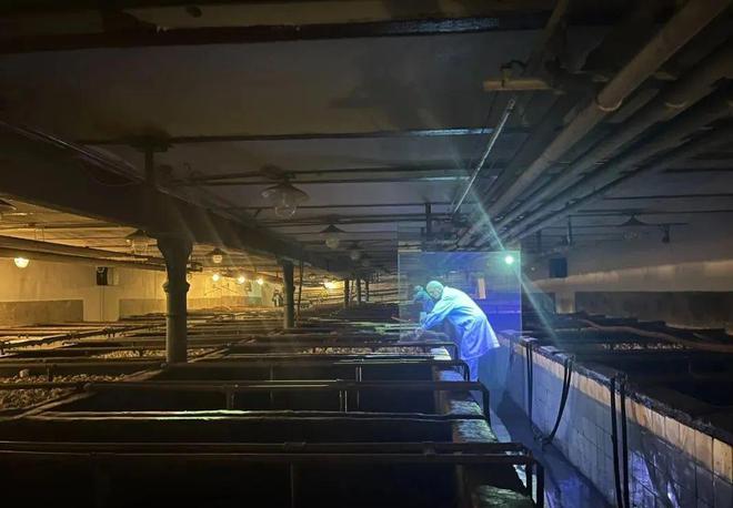 啤酒飘香全城狂欢！一起来聊聊青岛啤酒那些事儿(图4)