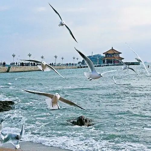 三个人去青岛五天自助游攻略路线日游价格多少(图4)