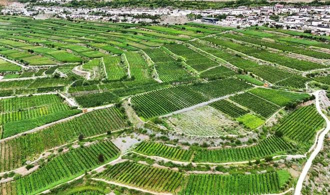 全球限量上市1500瓶！2024年C-47干红葡萄酒即将荣耀启封(图4)