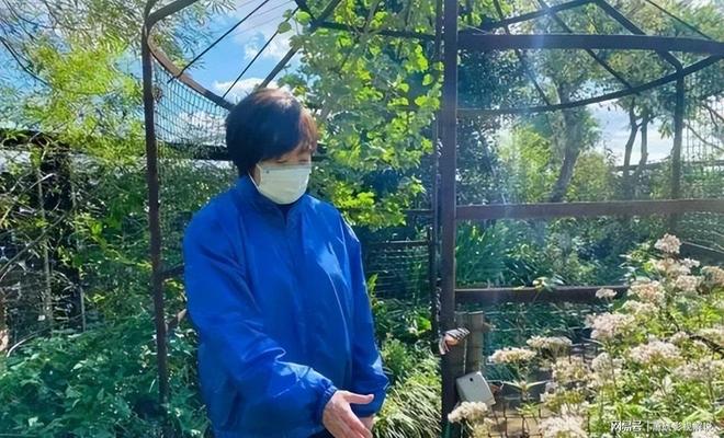安倍晋三去世后妻子生活转变回乡下务农(图2)