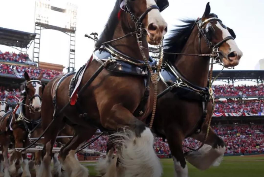 “Z时代”的白酒故事讲什么？(图6)