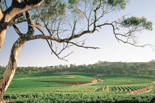 一年增长近70％南澳白葡萄酒精准把握中国消费新趋势(图6)