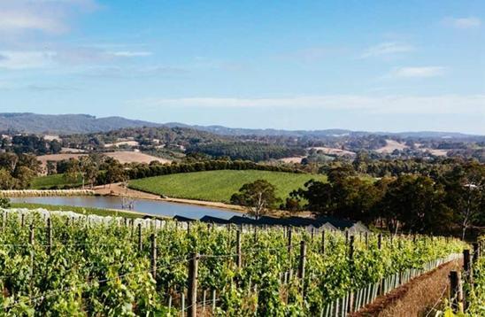 一年增长近70％南澳白葡萄酒精准把握中国消费新趋势(图4)